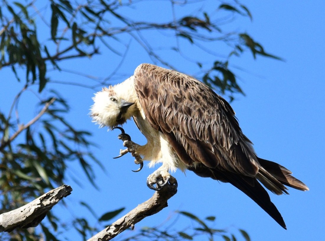 juvenile osprey pictures